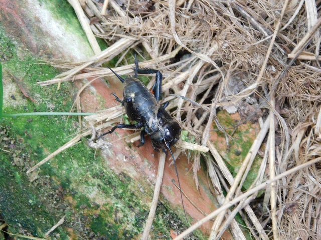 Gryllus campestris - mezei tücsök