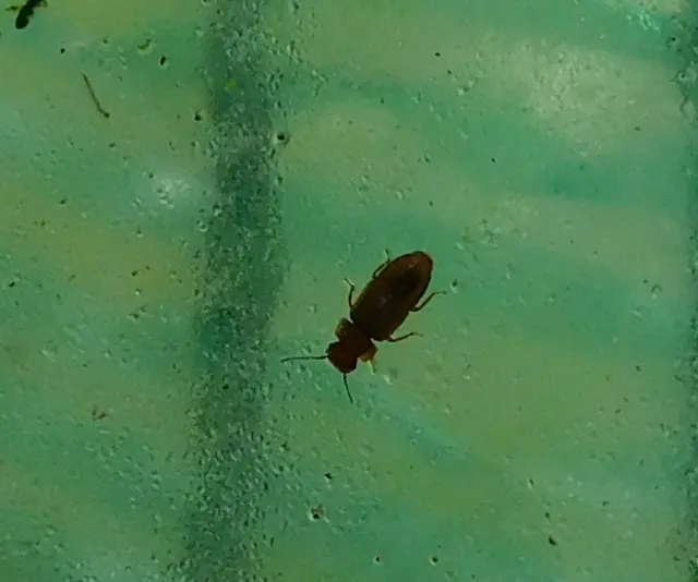 Metopsia similis - pajzsos sutaholyva
