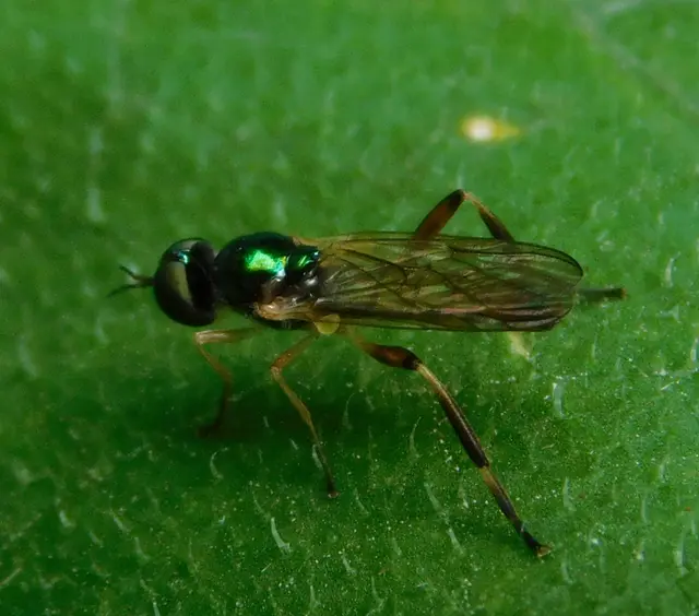 Stratiomyidae - katonalégyfélék