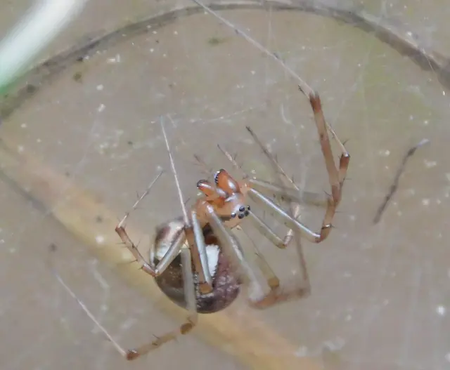 Linyphia triangularis - háromszöges vitorláspók
