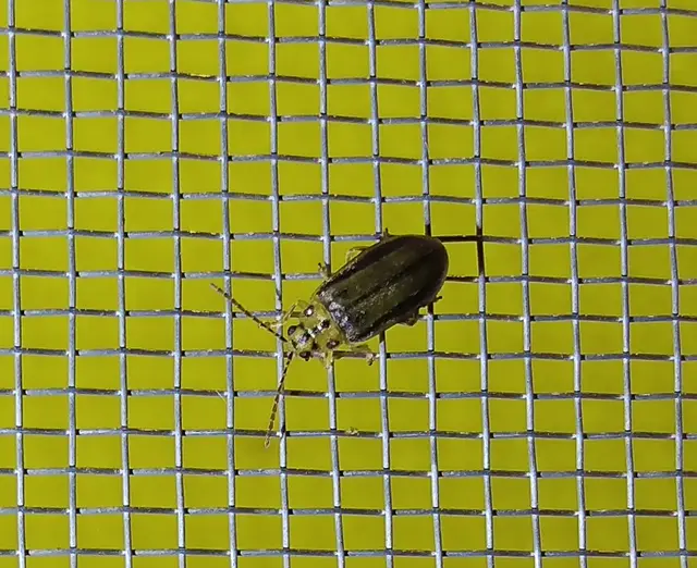 Xanthogalerucella luteola - szilfa-olajosbogár