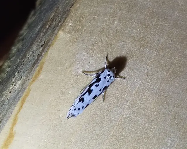 Ethmia
