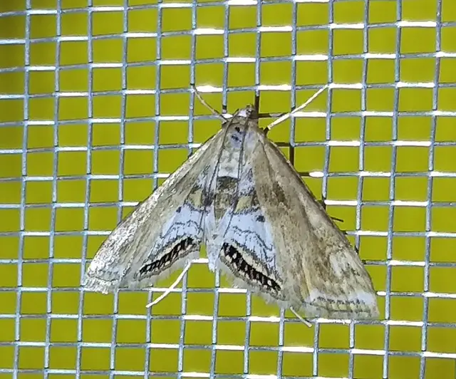 Cataclysta lemnata - békalencsemoly