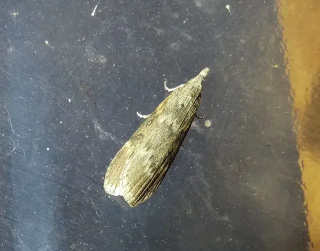 Lamoria