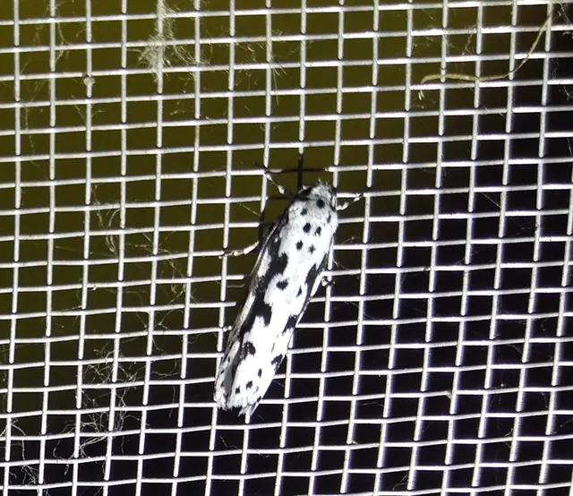 Ethmia