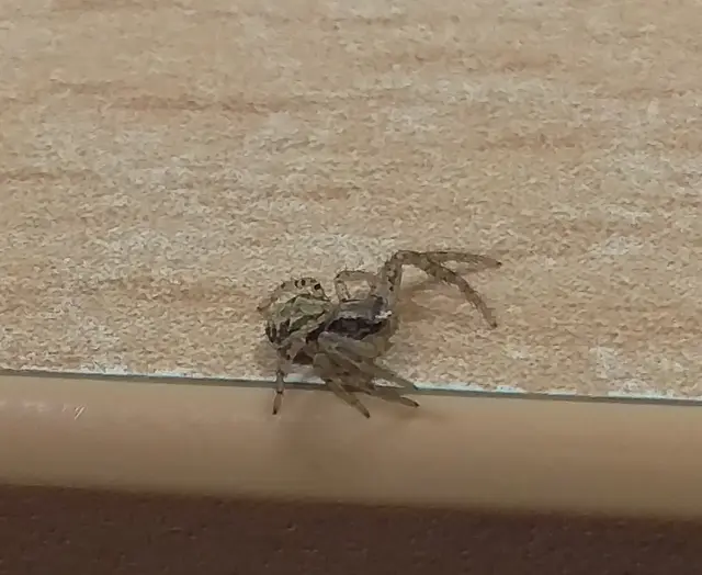 Xysticus