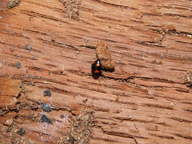 Scaphidium quadrimaculatum - négyfoltos sajkabogár