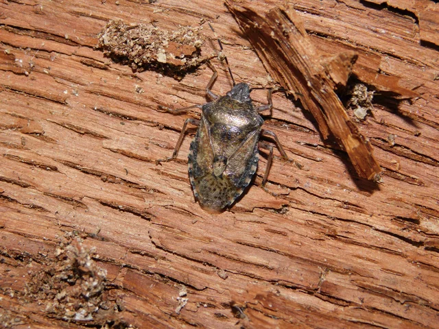 Rhaphigaster nebulosa - bencepoloska