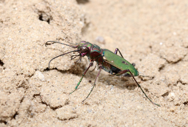 Cicindela campestris - mezei homokfutrinka