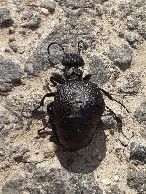 Meloe rugosus - ráncos nünüke