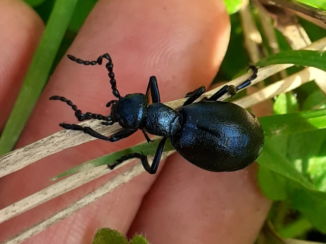 Meloe violaceus - kék nünüke