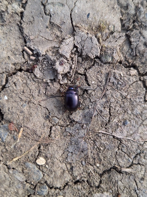 Chrysolina sturmi - vöröslábú levelész