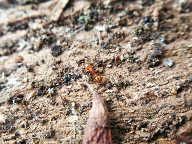 Temnothorax crassispinus - gubacslakó kéreghangya