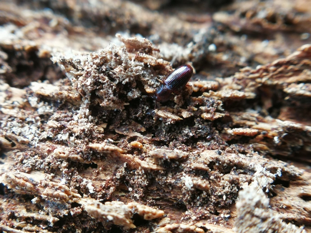 Cerylonidae - kéregbogárfélék Cerylonidae - kéregbogárfélék