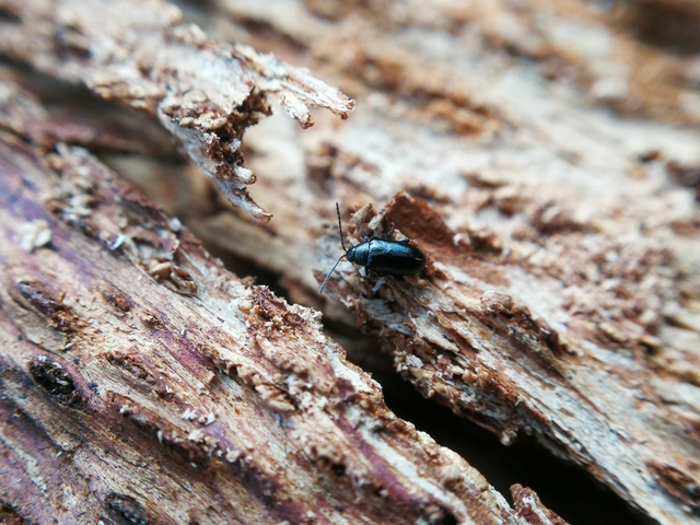 Phyllotreta