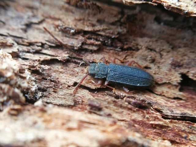 Uleiota planatus - hosszúcsápú fogasnyakú-lapbogár