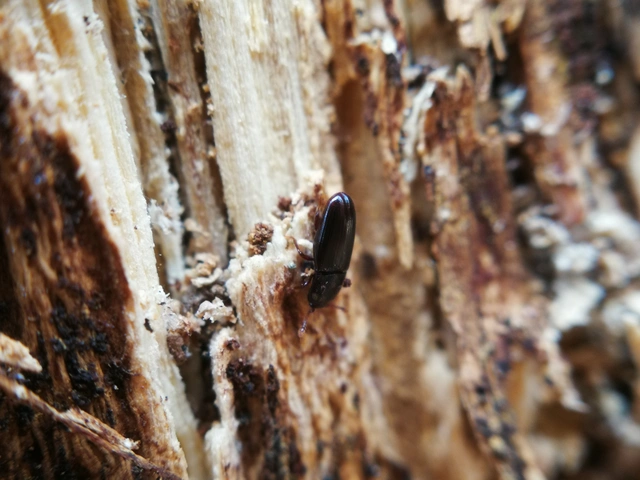 Cerylonidae - kéregbogárfélék Cerylonidae - kéregbogárfélék