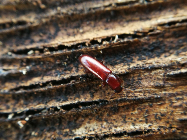 Corticeus unicolor - egyszínű kéregbújó