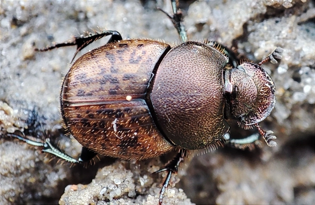 Onthophagus fracticornis - bronzos trágyatúró