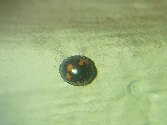 Exochomus quadripustulatus - négyfoltos szerecsenkata