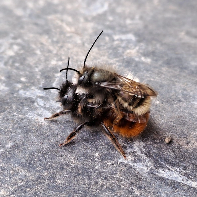 Hymenoptera - Hártyásszárnyúak Hymenoptera - Hártyásszárnyúak
