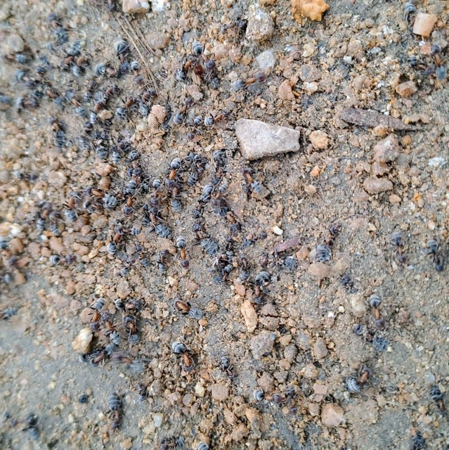 Liometopum microcephalum - tölgyfahangya