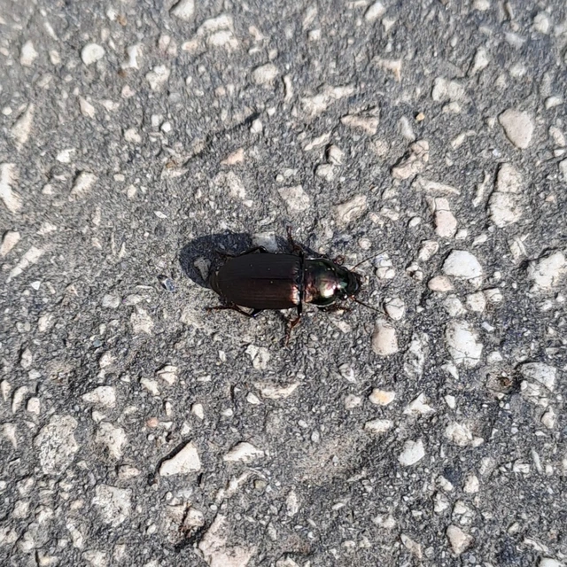 Harpalus distinguendus - mezei lomhafutó