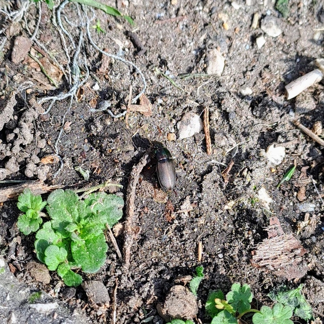 Harpalus distinguendus - mezei lomhafutó