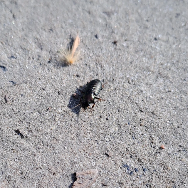 Harpalus distinguendus - mezei lomhafutó