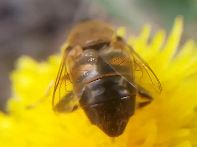 Eristalis tenax - közönséges herelégy