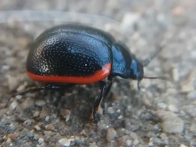 Chrysolina rossia - trapézhátú szegélyeslevelész