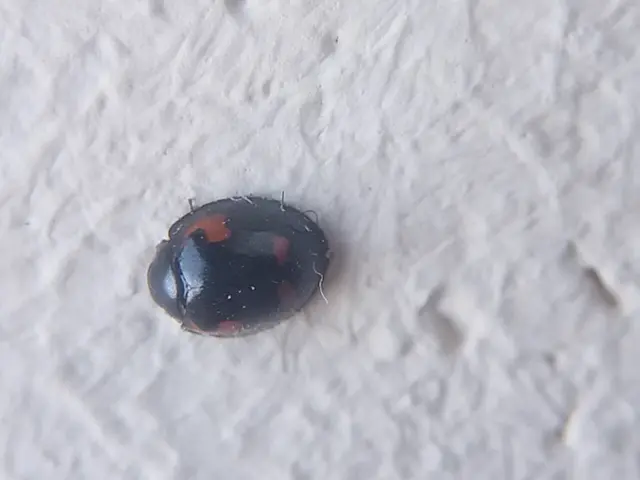 Exochomus quadripustulatus - négyfoltos szerecsenkata