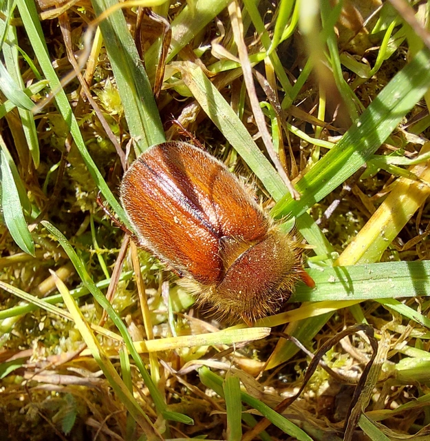 Holochelus vernus - tavaszi cserebogár