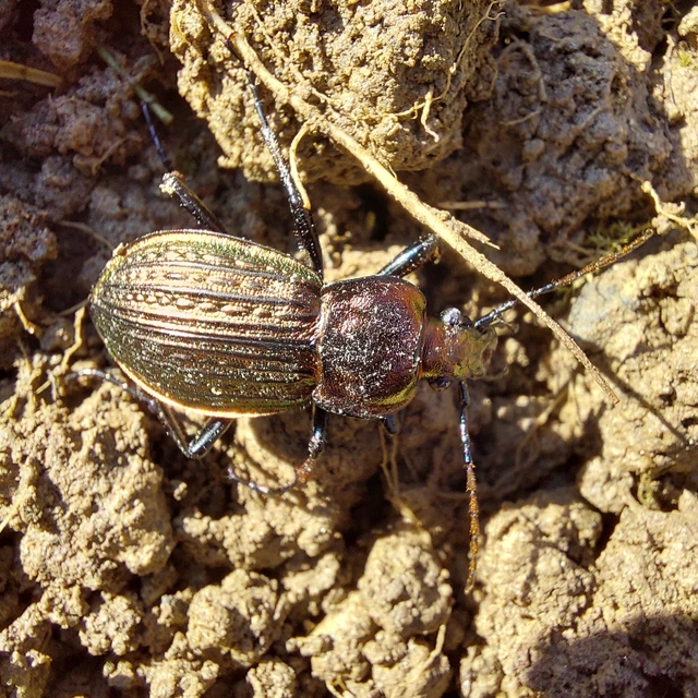 Carabus ulrichii - rezes futrinka
