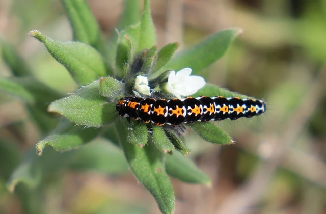 Ethmia candidella - őszi feketemoly