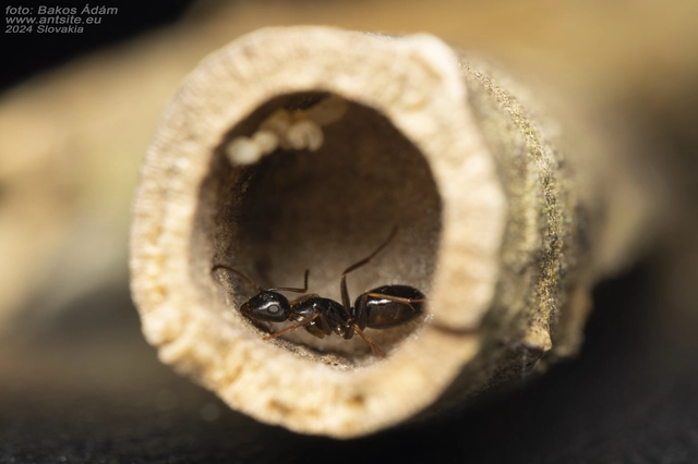 Camponotus fallax - ligeti lóhangya