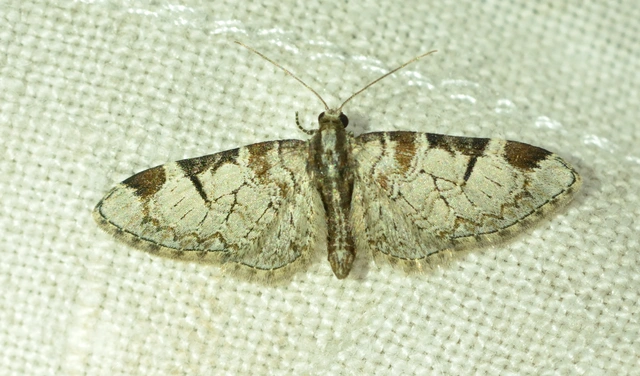 Eupithecia insigniata - hálózatos törpearaszoló