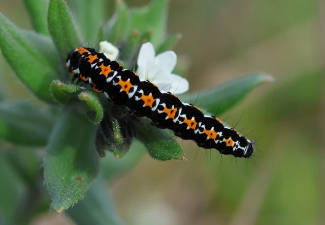 Ethmia candidella - őszi feketemoly