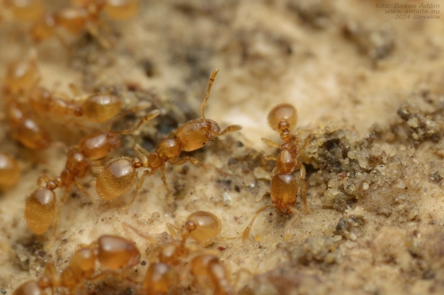 Solenopsis fugax - tolvajhangya