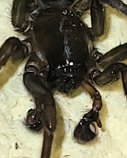Amaurobius ferox - nagy eretnekpók