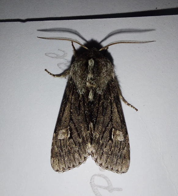 Brachionycha nubeculosa - zömök fésűsbagoly