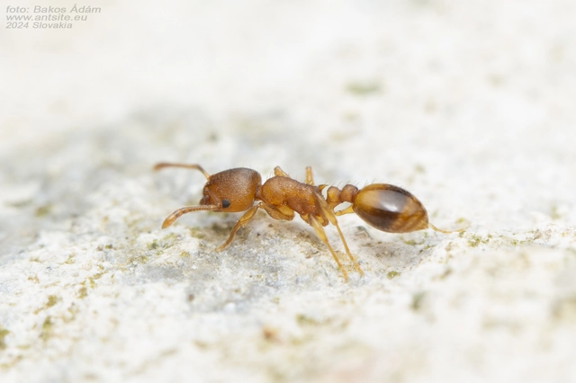 Temnothorax crassispinus - gubacslakó kéreghangya