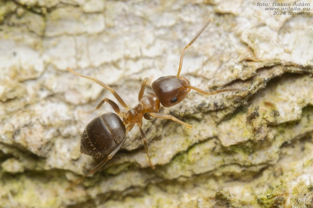 Lasius brunneus - rozsdáshátú feketehangya