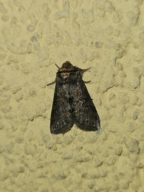 Asphalia ruficollis - vörösnyakú pihésszövő