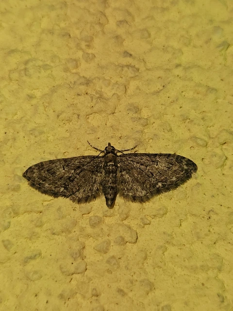 Eupithecia abbreviata - korai törpearaszoló