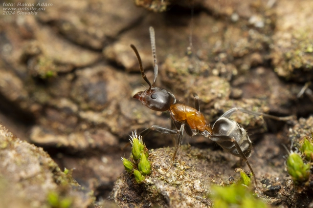 Liometopum microcephalum - tölgyfahangya