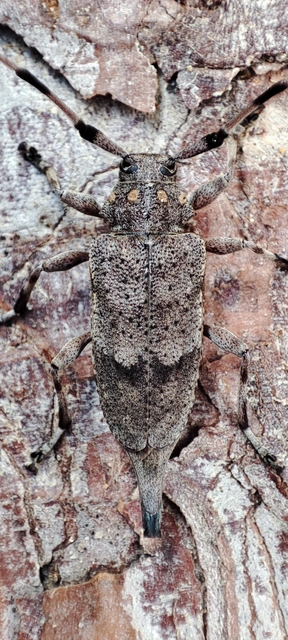 Acanthocinus aedilis - nagy daliáscincér