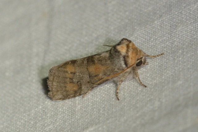 Asphalia ruficollis - vörösnyakú pihésszövő