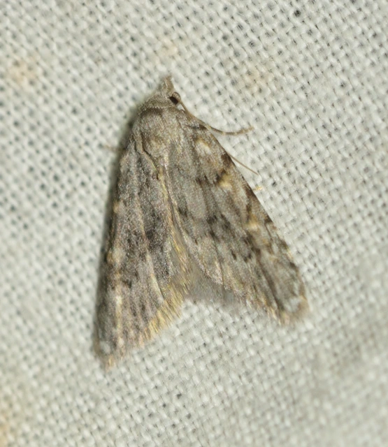 Nola cicatricalis - szürke pamacsosszövő