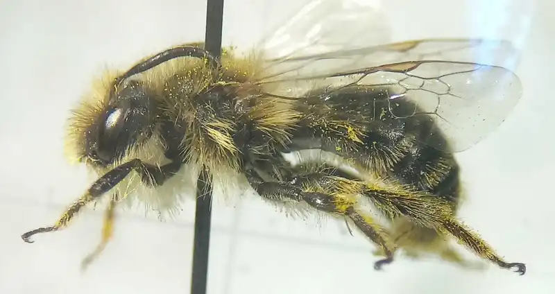 Andrena taraxaci